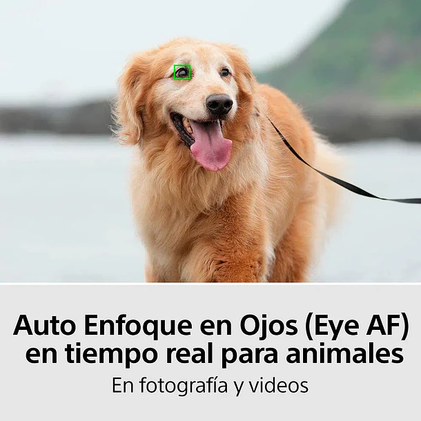 Sony Alpha 7 IV Cámara Híbrida Full Frame (Solo Cuerpo) [ILCE-7M4 E38] 15