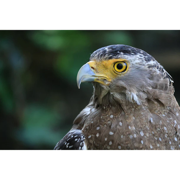 Canon Lente RF-S 55-210mm f/5-7.1 IS STM 10