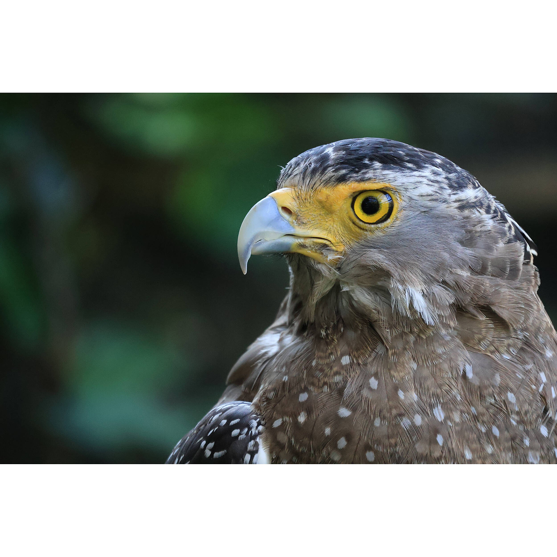 Canon Lente RF-S 55-210mm f/5-7.1 IS STM 10