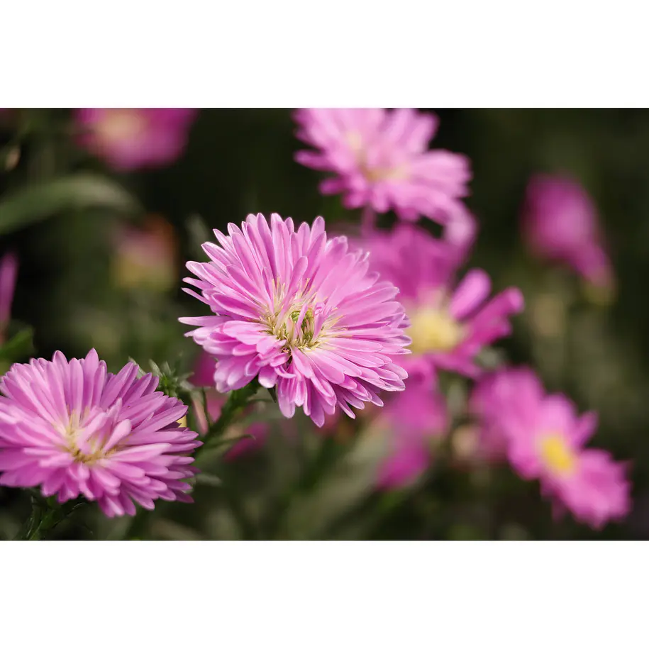 Canon Lente RF-S 55-210mm f/5-7.1 IS STM 11
