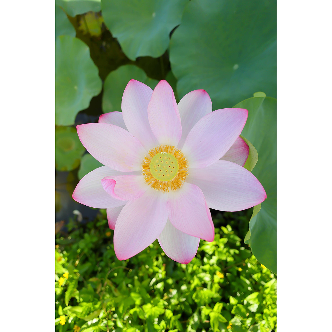 Canon Lente RF 16mm f/2.8 STM 7