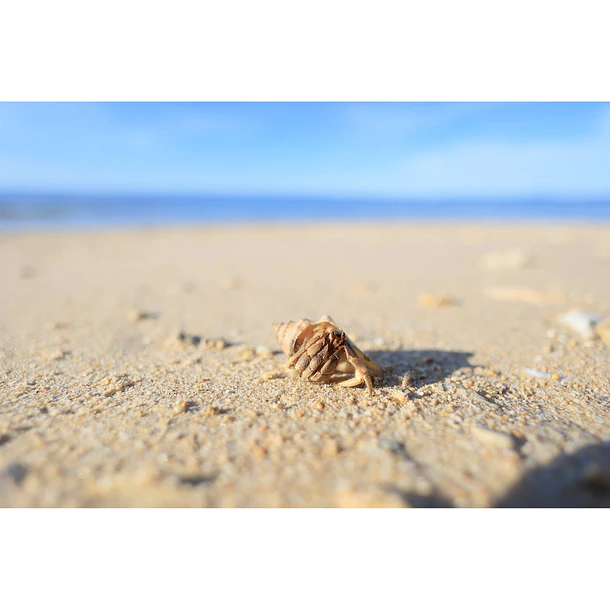Canon Lente RF 16mm f/2.8 STM 8