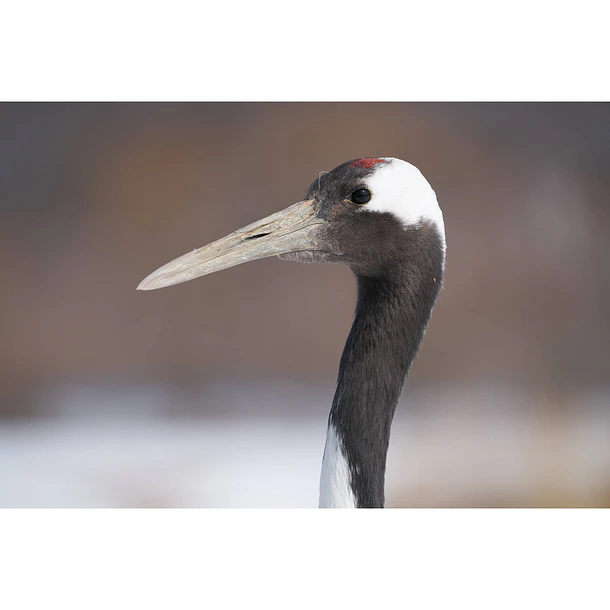Sony Lente FE 100-400mm  F4.5 – 5.6 Teleobjetivo Con Zoom Potente 17