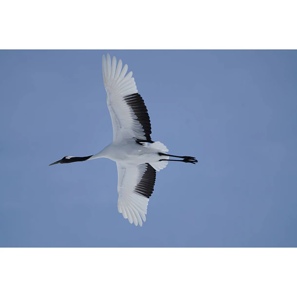 Sony Lente FE 100-400mm  F4.5 – 5.6 Teleobjetivo Con Zoom Potente 18