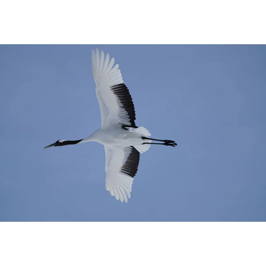 Sony Lente FE 100-400mm  F4.5 – 5.6 Teleobjetivo Con Zoom Potente 18