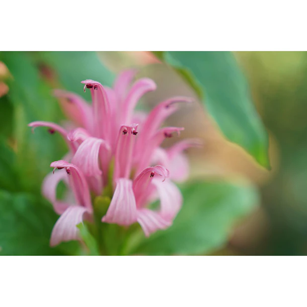 Sony Lente FE 24-70mm F2,8 GM II   - SEL2470GM2 10