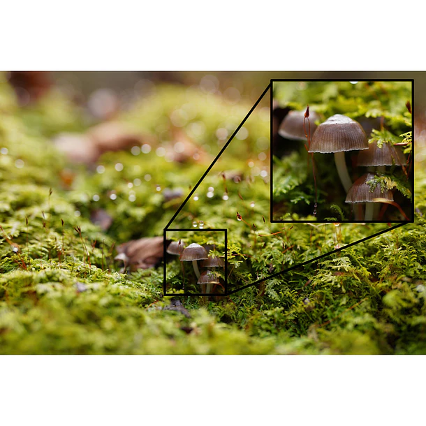 Sony Lente FE 50mm F1.2 GM 7
