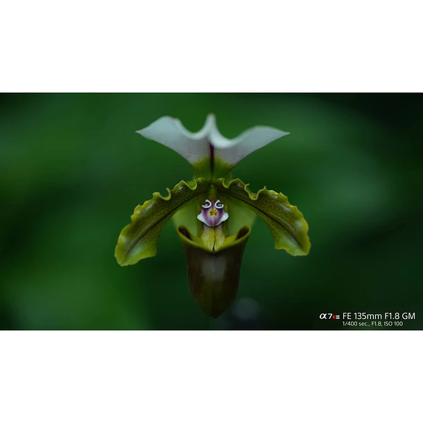 Sony Lente FE 135mm F1.8 GM – SEL135F18GM 17
