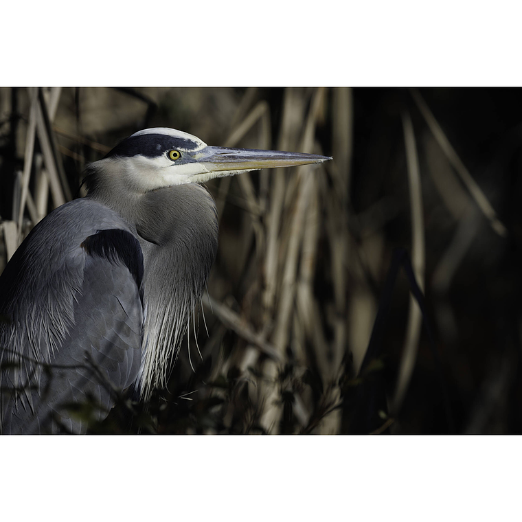 Canon Lente RF 800MM f/5.6L IS USM 10