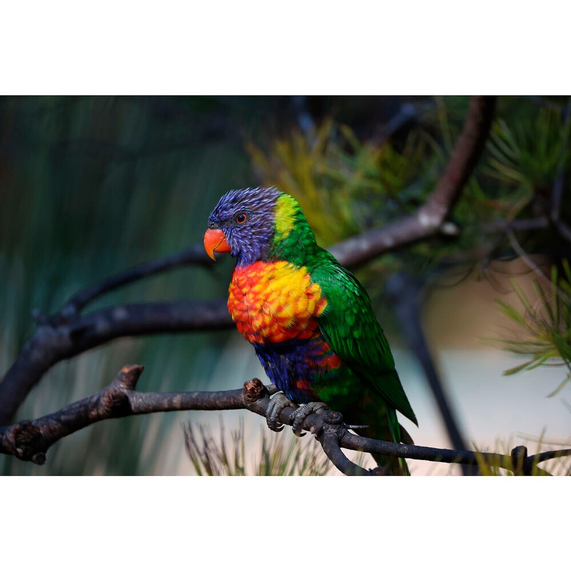 Canon RF 200-800mm f/6.3-9 IS USM 21