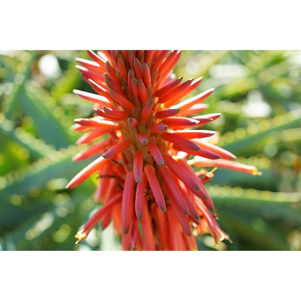 Sony Lente  FE 40mm F2.5 G    SEL40F25G 8