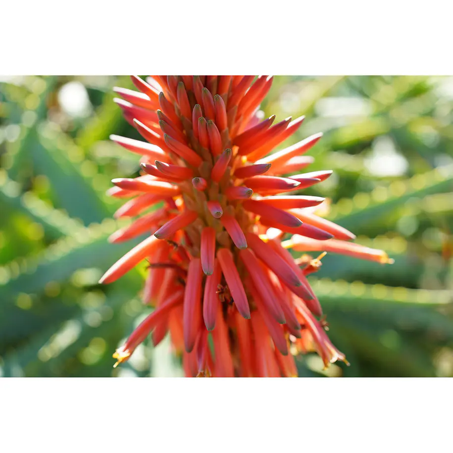 Sony Lente  FE 40mm F2.5 G    SEL40F25G 8