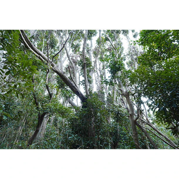 Sony Lente E 15mm F1.4 G    SEL15F14G 12