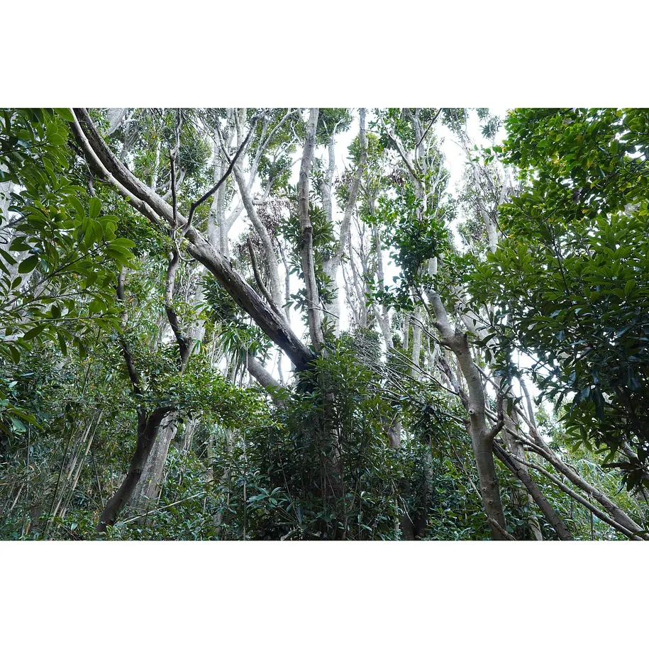 Sony Lente E 15mm F1.4 G    SEL15F14G 12
