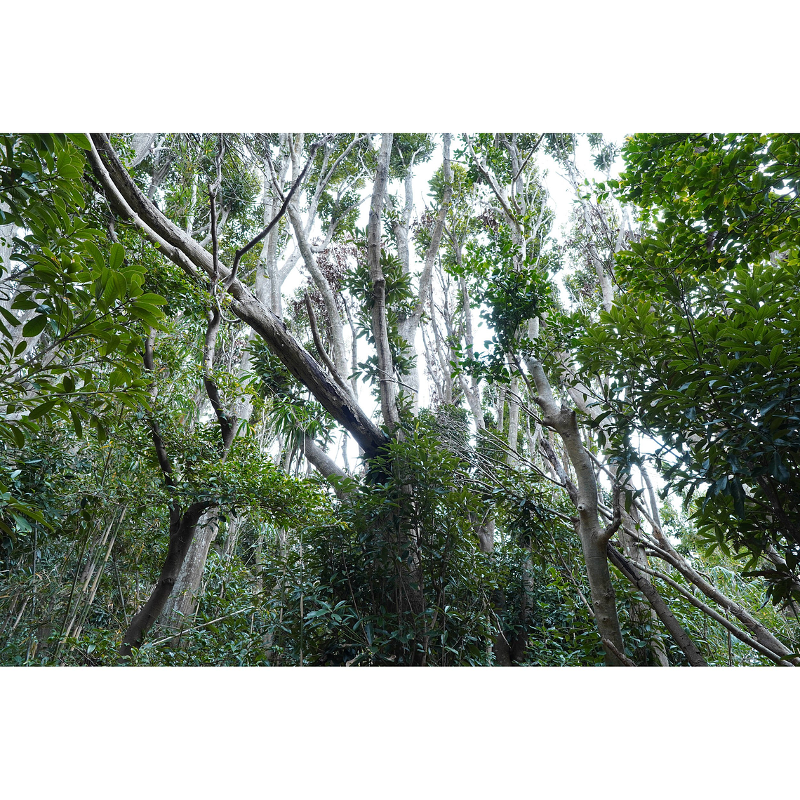 Sony Lente E 15mm F1.4 G    SEL15F14G 12