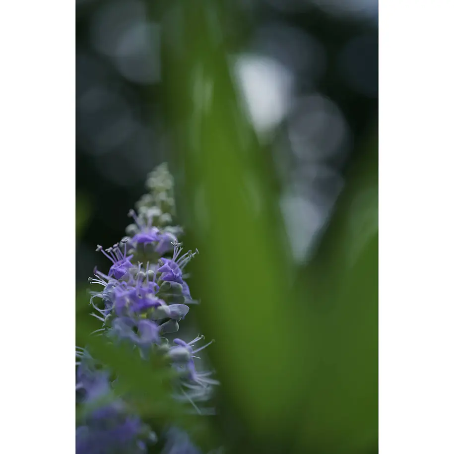 Sony Lente  Macro FE de 50mm F2.8   SEL50M28 6
