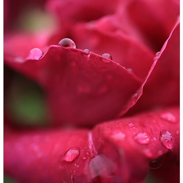 Canon Lente RF 24mm f/1.8 Macro IS STM 11