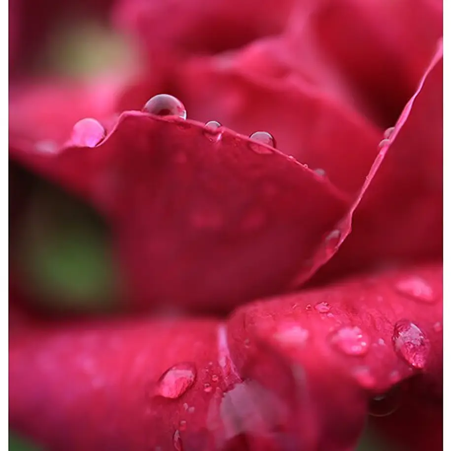 Canon Lente RF 24mm f/1.8 Macro IS STM 11
