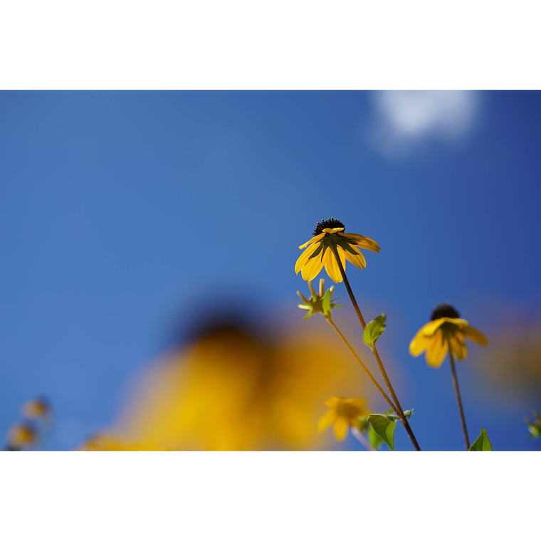 Sony Lente  Macro FE de 50mm F2.8   SEL50M28 7