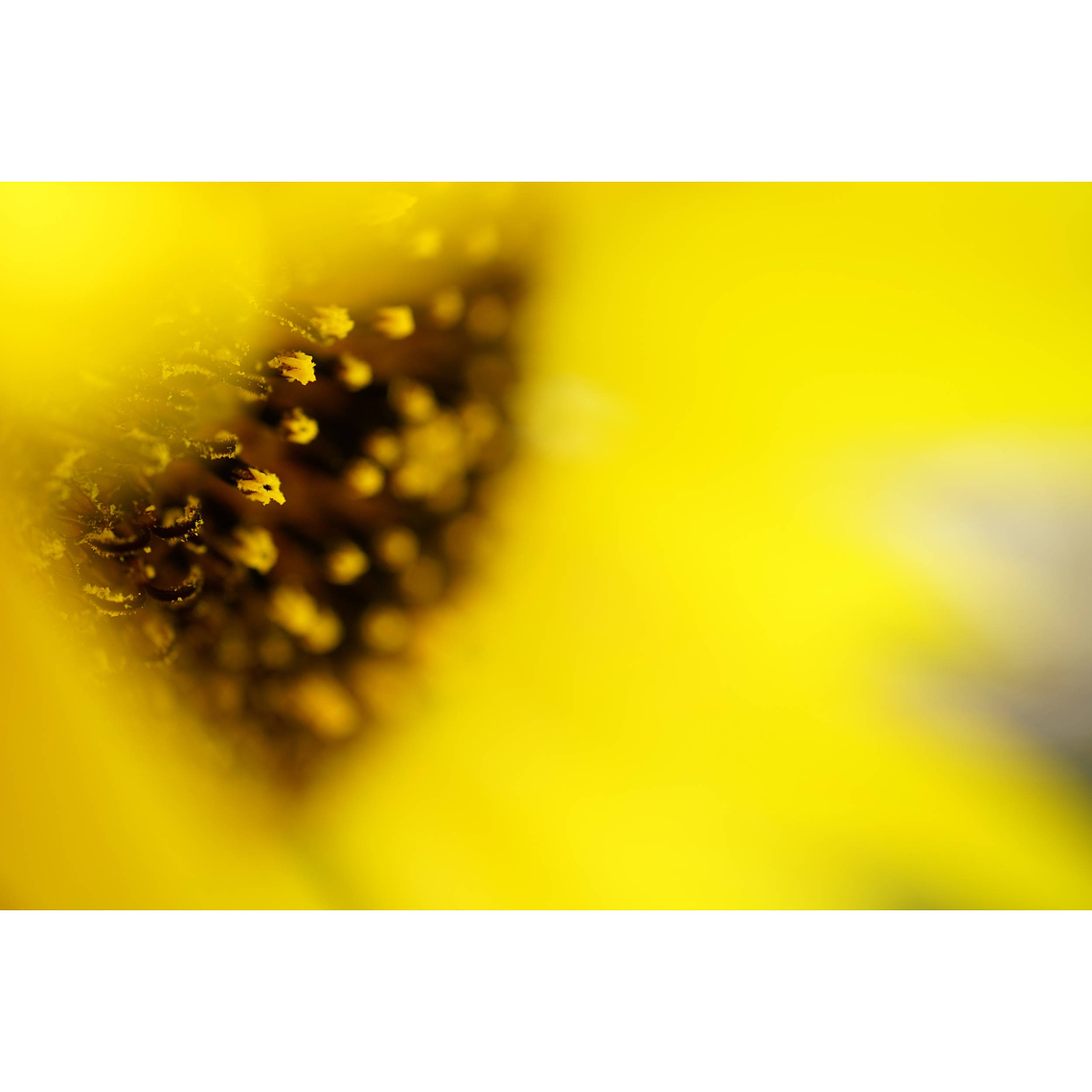 Sony Lente  Macro FE de 50mm F2.8   SEL50M28 8