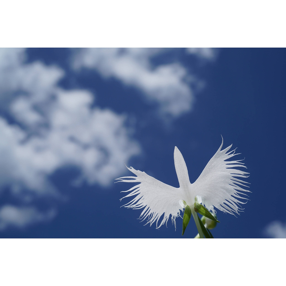 Sony Lente  Macro FE de 50mm F2.8   SEL50M28 9