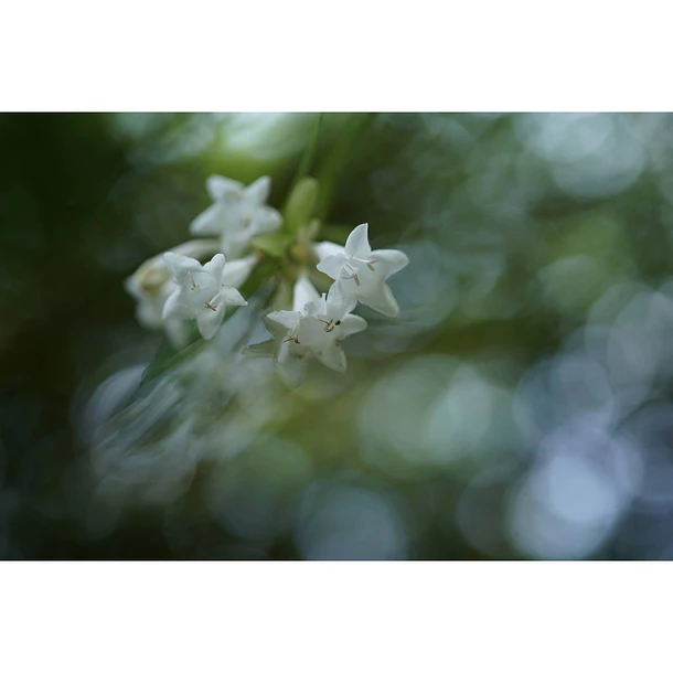 Sony Lente  Macro FE de 50mm F2.8   SEL50M28 10