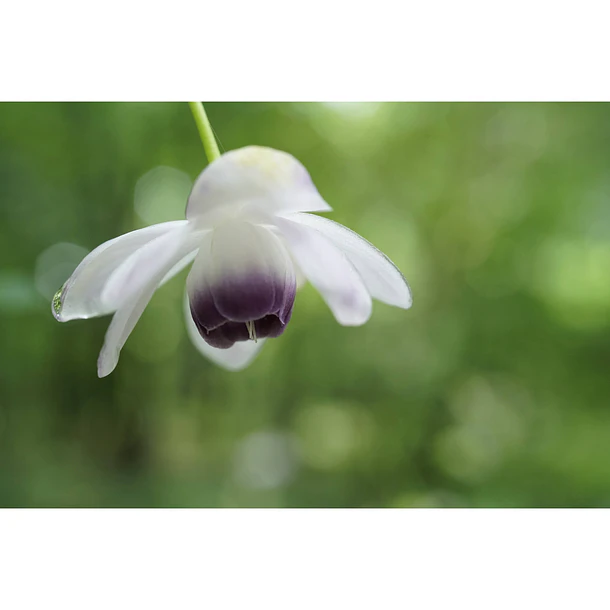 Sony Lente  Macro FE de 50mm F2.8   SEL50M28 11