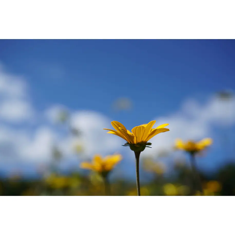 Sony Lente  Macro FE de 50mm F2.8   SEL50M28 12