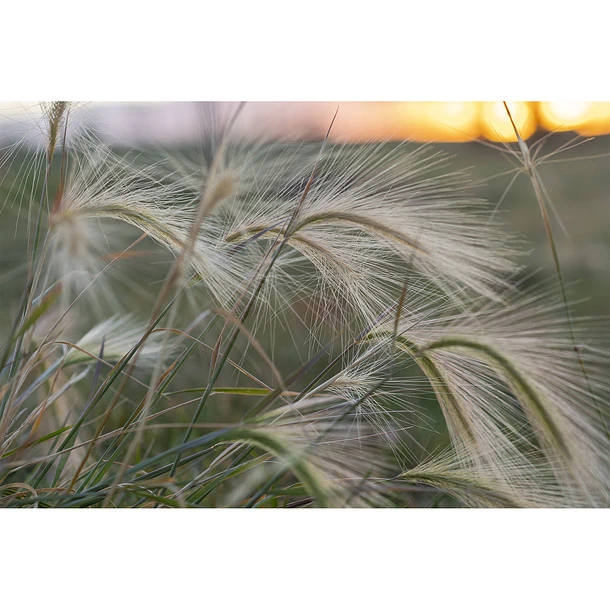 Tokina Lente atx-m 56mm f/1.4 Para Sony E-Mount Autofoco 5