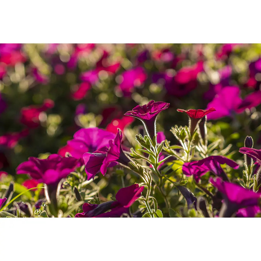 Tokina Lente atx-m 56mm f/1.4 Para Sony E-Mount Autofoco 7