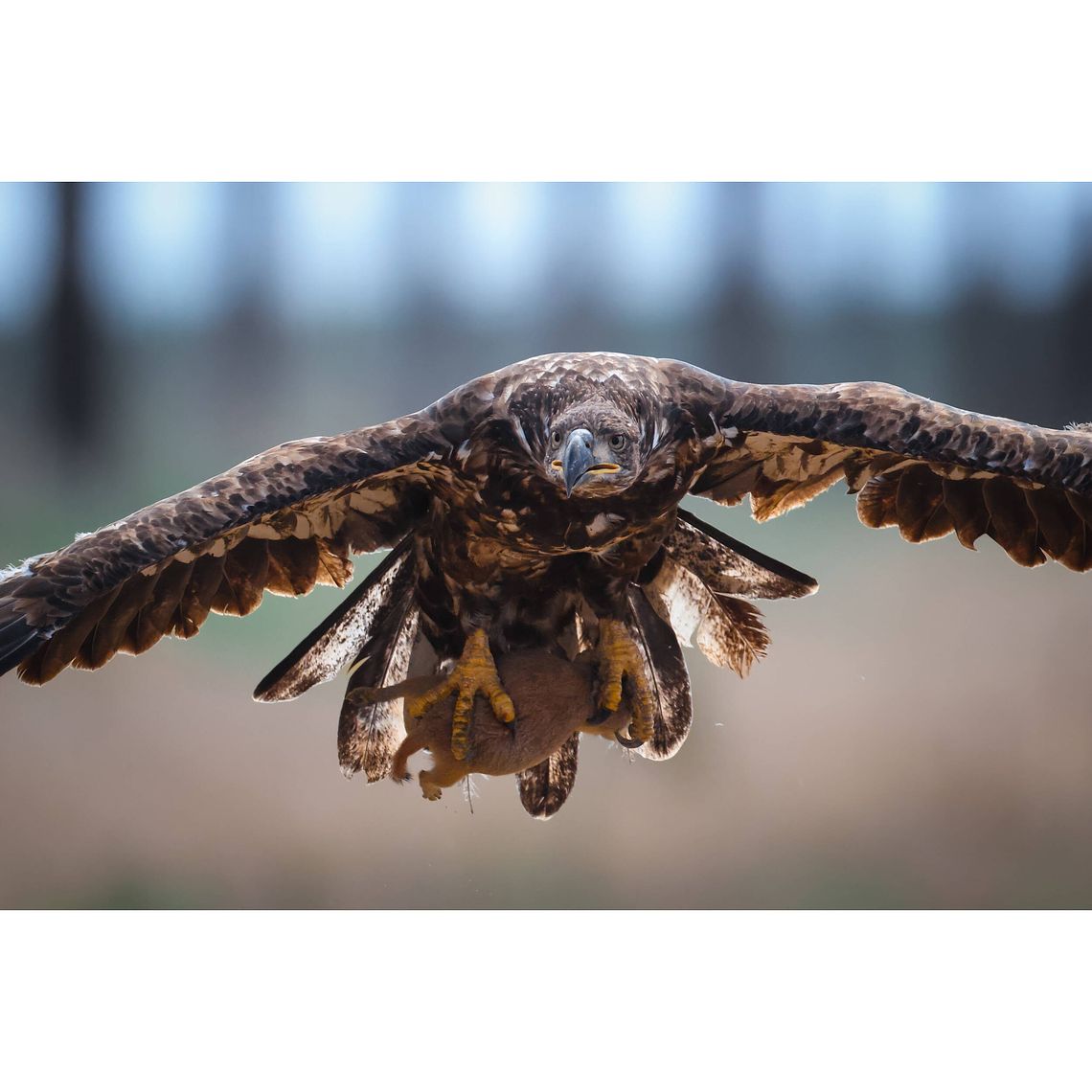 Canon EOS R1 Cámara Mirrorless Full Frame (Solo Cuerpo Sin Lente) 10