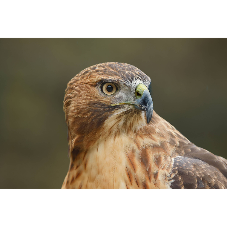 Canon EOS R6 Mark III RF 24-105 f/4L IS USM Cámara 32.5MP 8