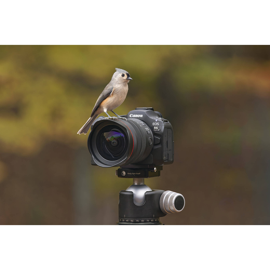 Canon EOS R6 Mark III + RF 24-105mm f/4-7.1 IS STM Cámara 32.5 MP 6