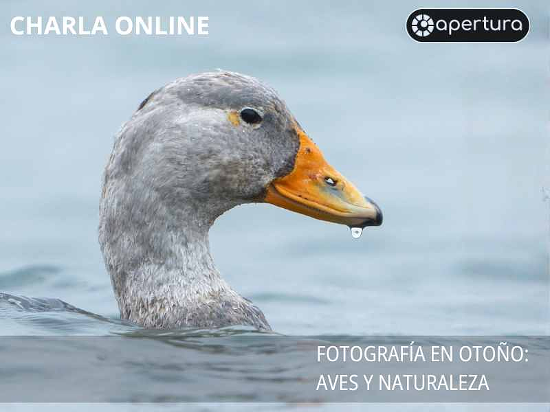 Charla Gratuita Online: Fotografía en Otoño AVES Y PAISAJES