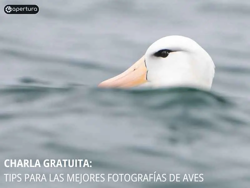 Charla Online: Tips para las Mejores Fotografías de Aves (Gratis)