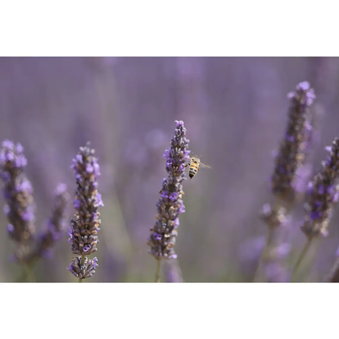 Canon RF 70-200MM f/2.8L IS USM Z Lente Teleobjetivo Con Estabilizador (Blanco) 16