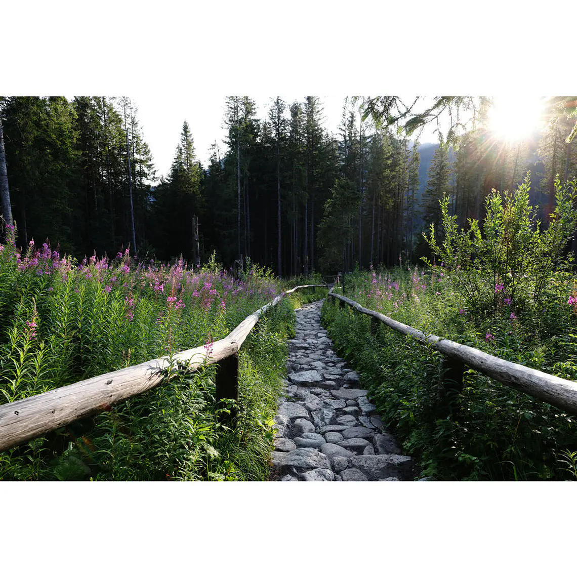 Canon  RF 24MM f/1.4L VCM  Lente Gran Angular Montura RF Full-Frame 19