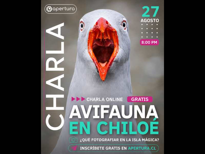 Charla Gratuita de Fotografía: Avifauna de Chiloé, ¿qué fotografiar en la isla mágica?