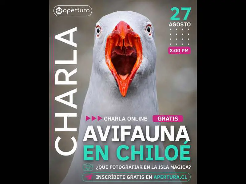 Charla Gratuita de Fotografía: Avifauna de Chiloé, ¿qué fotografiar en la isla mágica?