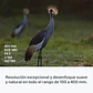 Sony FE 100-400 mm F4.5 GM OSS Lente Zoom Teleobjetivo – SEL100400MCW.SYX - Miniatura 9