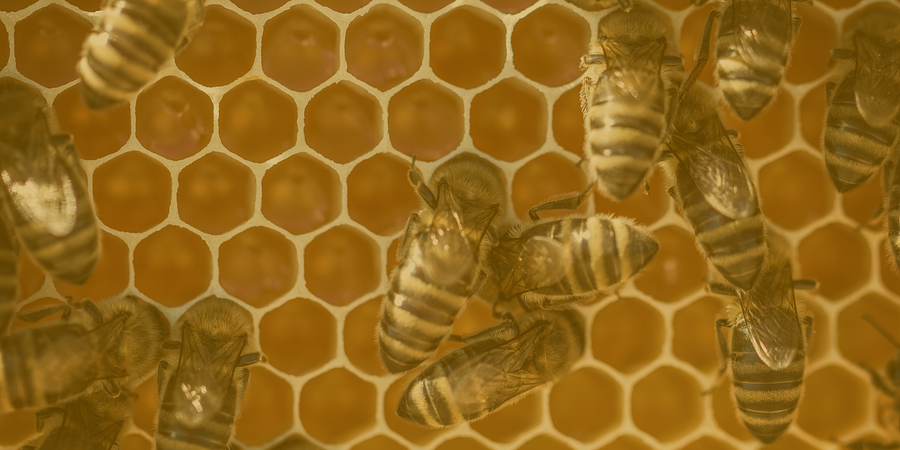 Llegada de la abeja africanizada a Colombia-7 Boletín 