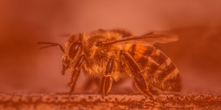 Enfermedades de las Crías de las Abejas - 8vo Boletín