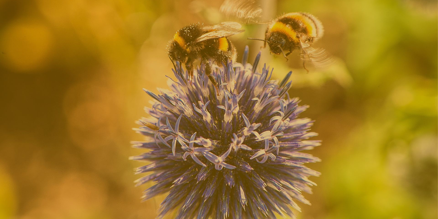 La picadura de la abeja y sus efectos