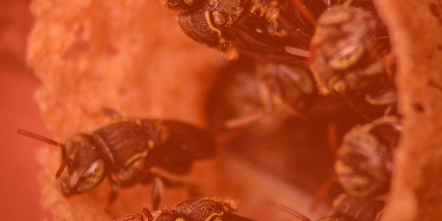 Alimentación artificial factor de éxito en la apicultura moderna 