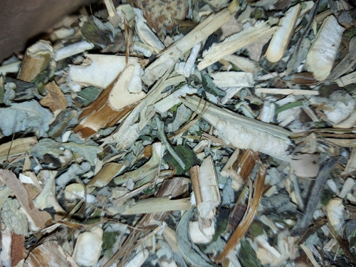 Matico Seco 30g