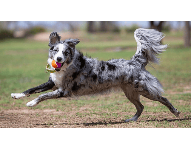 Juguete Para Perro Pelota Birthday Kong Sonido Pack 3 Unid Color Multicolor