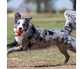 Juguete Para Perro Pelota Birthday Kong Sonido Pack 3 Unid Multicolor