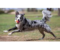 Juguete Para Perro Pelota Birthday Kong Sonido Pack 3 Unid Multicolor
