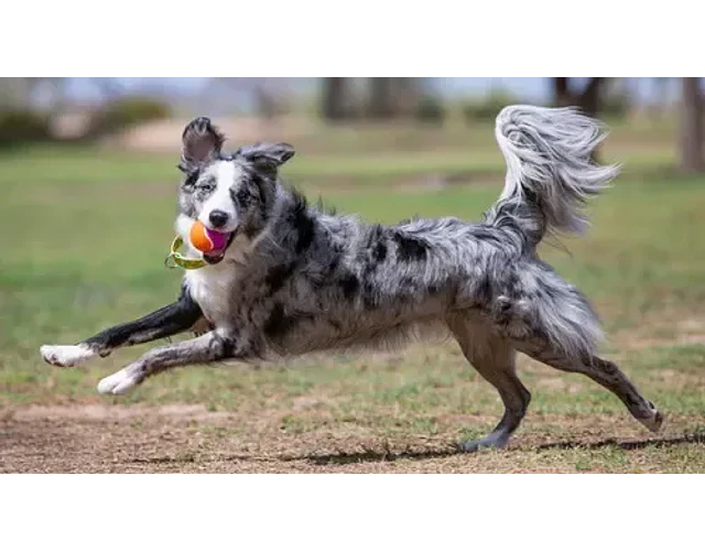 Juguete Para Perro Pelota Birthday Kong Sonido Pack 3 Unid Multicolor