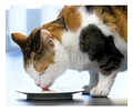 Catit Creamy Hielera Molde Silicona  Gatos Color Rosado Rosado